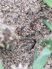 Forelius pruinosus