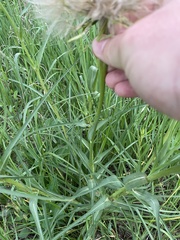 Tragopogon