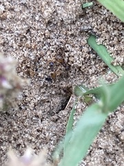 Forelius pruinosus