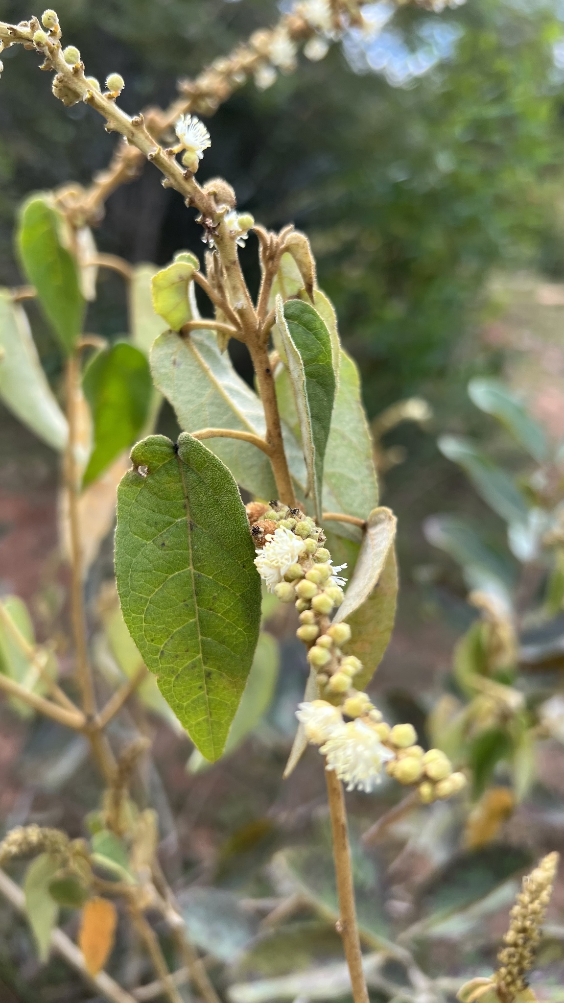Croton gracilipes