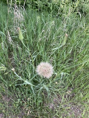 Tragopogon