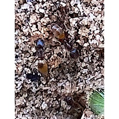 Forelius pruinosus