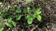 Desmodium scorpiurus