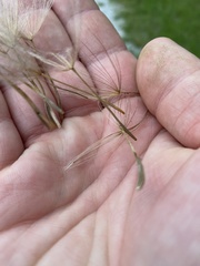 Tragopogon