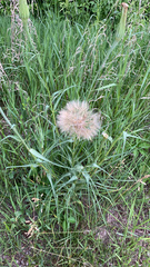 Tragopogon