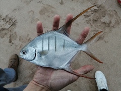 Trachinotus rhodopus