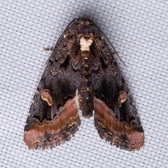 Homophoberia apicosa