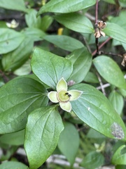Philadelphus inodorus