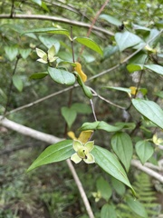 Philadelphus inodorus