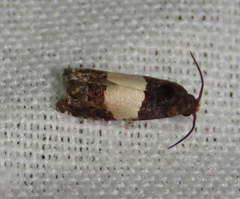 Epiblema tripartitana