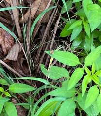 Choreutis amethystodes