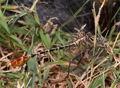 Dromogomphus spoliatus