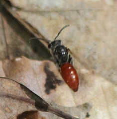 Sphecodes ranunculi