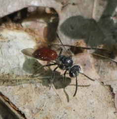 Sphecodes ranunculi