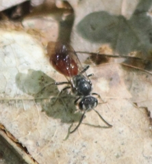 Sphecodes ranunculi