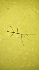 Exocnophila