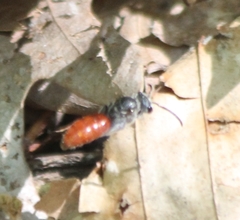 Sphecodes ranunculi