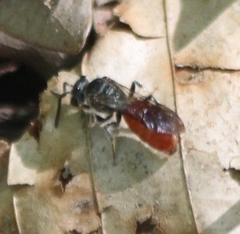 Sphecodes ranunculi