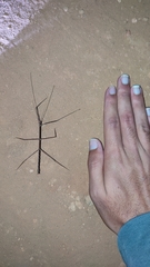 Exocnophila