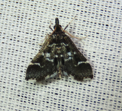 Diasemiodes