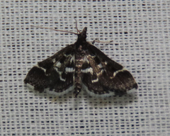 Diasemiodes