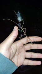 Exocnophila