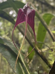Masdevallia cucullata
