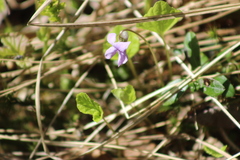 Viola epipsiloides