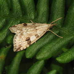 Udea washingtonalis