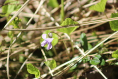 Viola epipsiloides