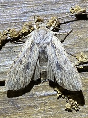 Lithophane disposita