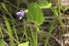 Viola epipsiloides