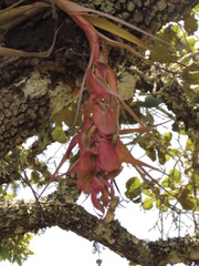 Tillandsia macdougallii