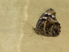Myscelia ethusa ethusa