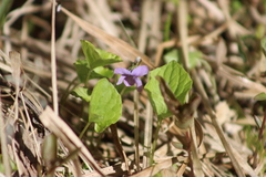 Viola epipsiloides