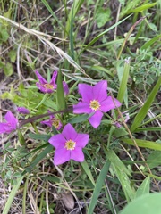 Sabatia campestris