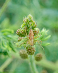 Oxyopes