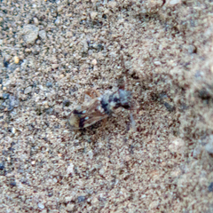 Pseudopachybrachius guttus