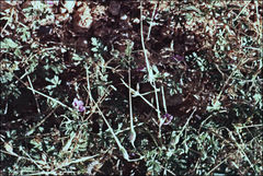 Erodium crinitum