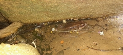 Leptodactylus insularum