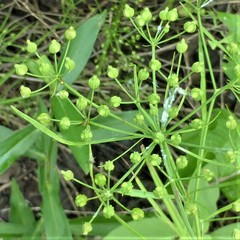 Cynosciadium digitatum