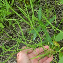 Cynosciadium digitatum