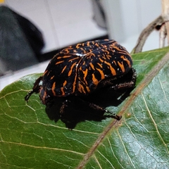 Gymnetis aurantivittae