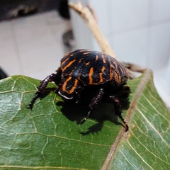 Gymnetis aurantivittae