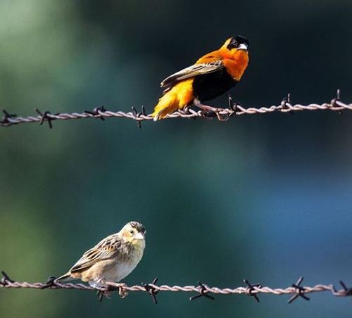 Northern Red Bishop