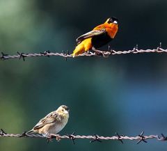 Northern Red Bishop photo 3