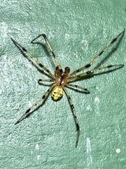 Phylloneta pictipes