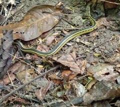Erythrolamprus melanotus