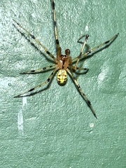 Phylloneta pictipes