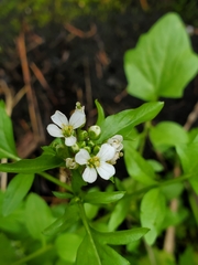Cardamine breweri
